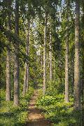 Sunlit forest path johan